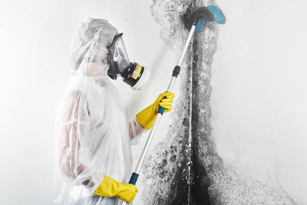 Best Air Quality Testing for Mold Spores  in Taylor, PA