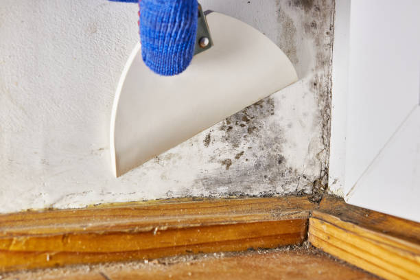 Best Basement Mold Removal  in Taylor, PA
